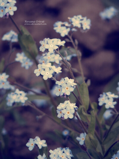 清新，独特，花