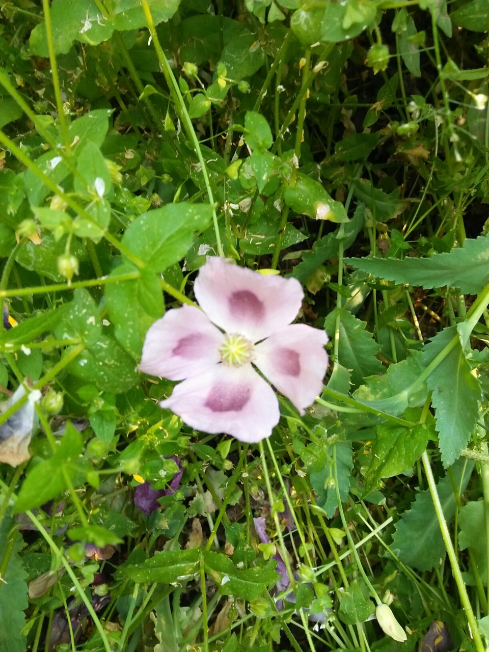 稀罕花