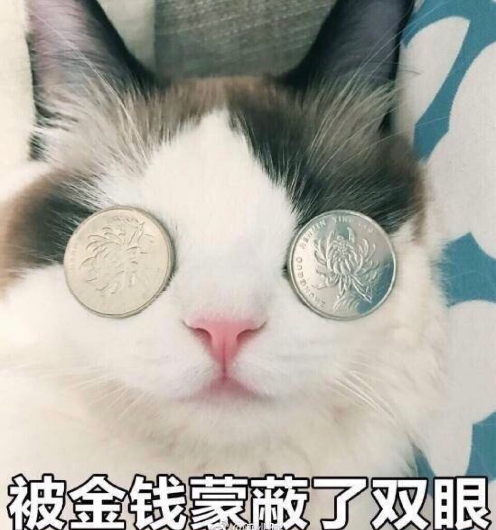 表情 萌宠 郭斯特