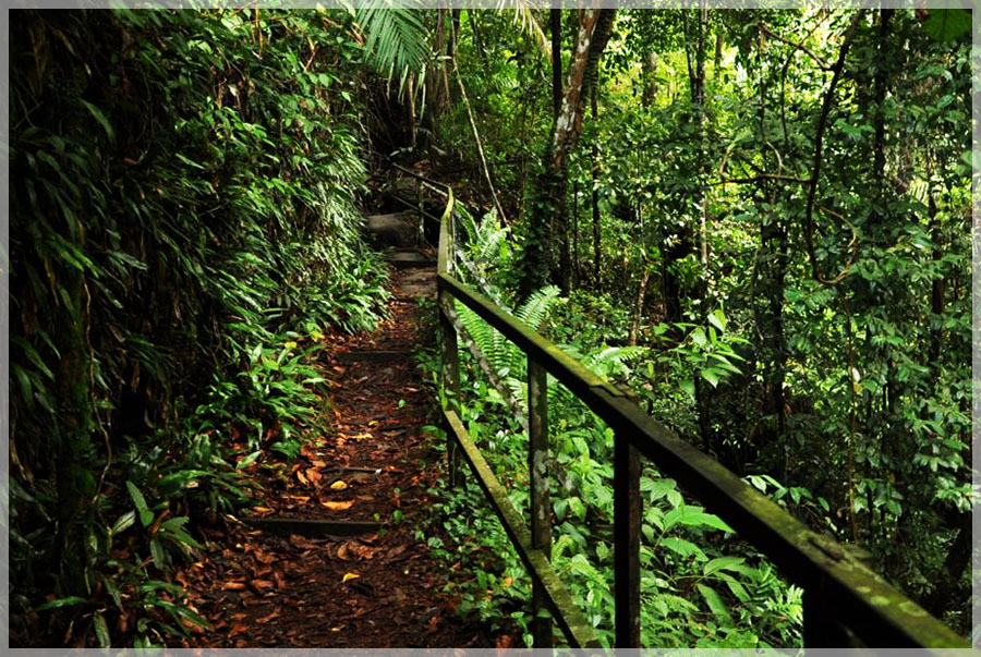 Malaysia National Parks, Sarawak, Bako 巴哥国家公园, 砂拉越州属, 马来西亚