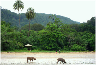 Malaysia National Parks, Sarawak, Bako 巴哥国家公园, 砂拉越州属, 马来西亚