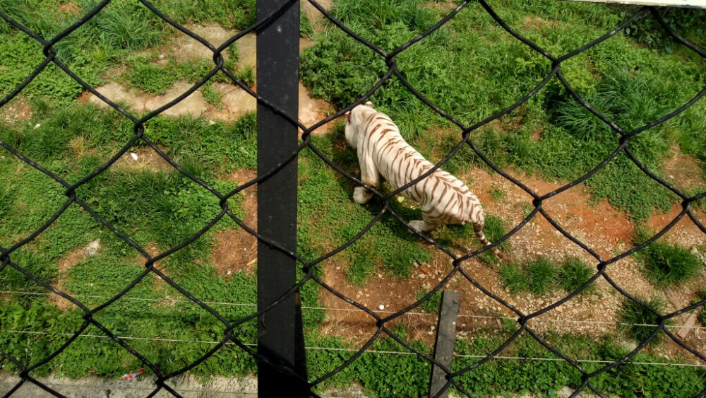 昆明 东北虎