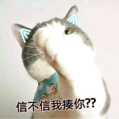 猫咪表情包