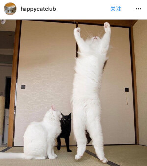 @happycatclub