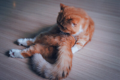 喵星人～