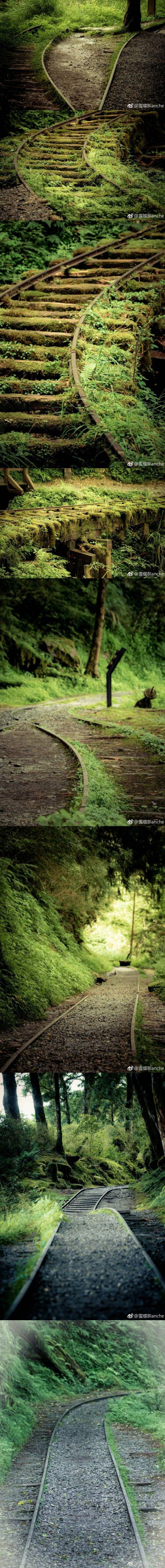 见晴怀古步道
全球28条最美古道之一，曾是专门运输珍贵木材的森林铁道，但后来逐渐被荒废。如今老旧铁道泛着青苔斑驳不堪，却因周围迷雾缭绕，丛林密集，时而阳光倾洒仿佛绿野秘境，呈现出一种荒野之美，吸引游客前来。