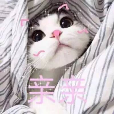 #表情包 #猫 #萌宠 #喵 你这只卖萌不花钱的小妖精