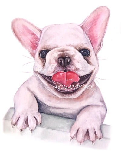 水彩 手绘 绘画 插画 动物 宠物 法国斗牛犬 狗狗