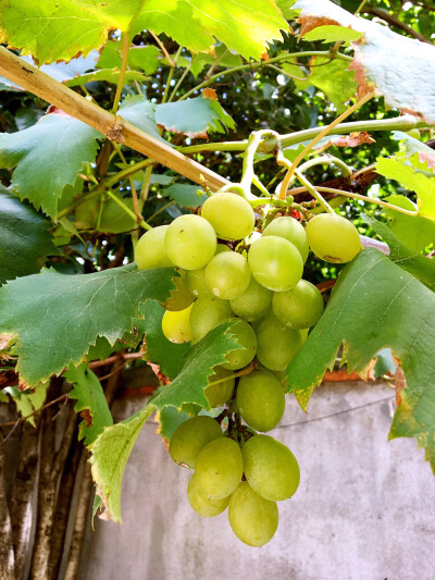 【馋猫日食记】『自家果园』葡萄快成熟了