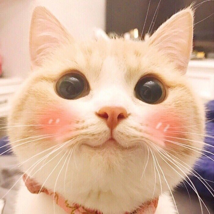 Daisy妤故の猫 小奶猫 可爱 猫星人