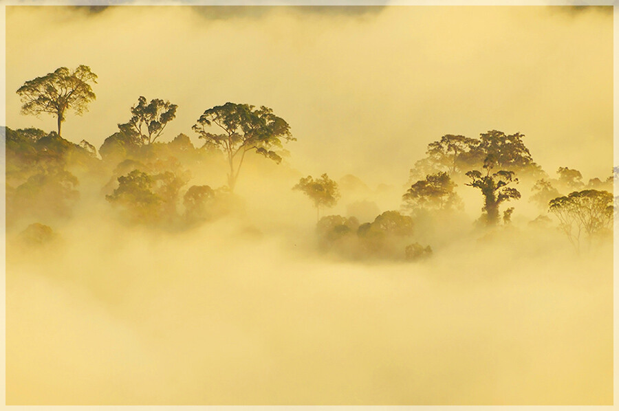 Malaysia National Parks, Sabah, Danum Valley Conservation
丹浓谷自然保护区, 沙巴州属, 马来西亚