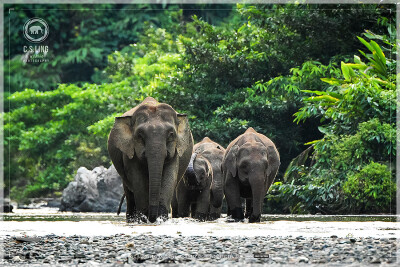 Malaysia National Parks, Sabah, Danum Valley Conservation
丹浓谷自然保护区, 沙巴州属, 马来西亚