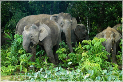 Malaysia National Parks, Sabah, Danum Valley Conservation
丹浓谷自然保护区, 沙巴州属, 马来西亚