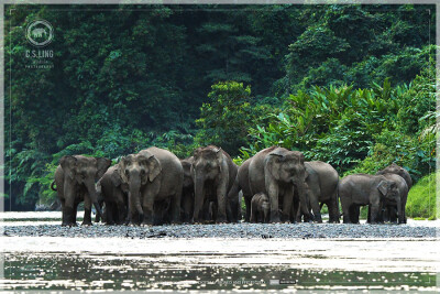 Malaysia National Parks, Sabah, Danum Valley Conservation
丹浓谷自然保护区, 沙巴州属, 马来西亚