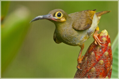 Malaysia National Parks, Sabah, Danum Valley Conservation
丹浓谷自然保护区, 沙巴州属, 马来西亚