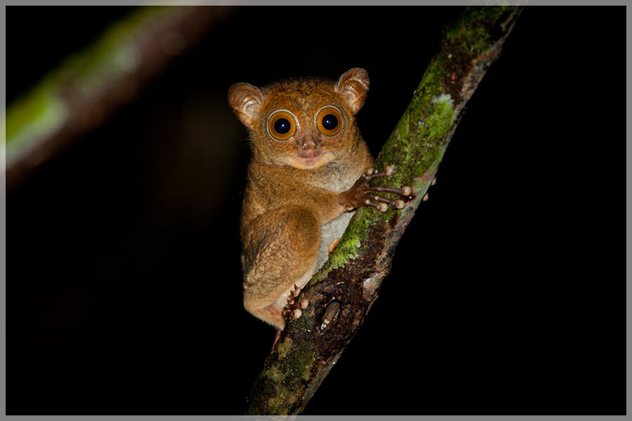 Malaysia National Parks, Sabah, Danum Valley Conservation
丹浓谷自然保护区, 沙巴州属, 马来西亚