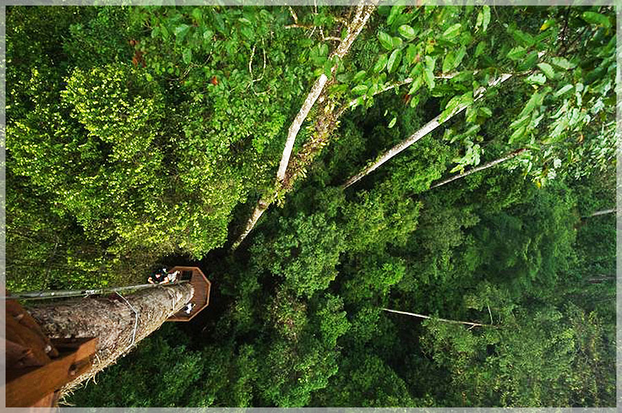 Malaysia National Parks, Sabah, Danum Valley Conservation
丹浓谷自然保护区, 沙巴州属, 马来西亚