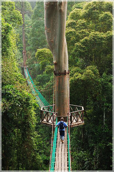 Malaysia National Parks, Sabah, Danum Valley Conservation
丹浓谷自然保护区, 沙巴州属, 马来西亚