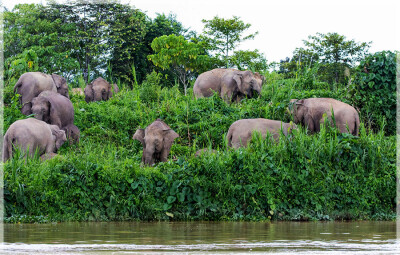 Malaysia National Parks, Sabah, Danum Valley Conservation
丹浓谷自然保护区, 沙巴州属, 马来西亚