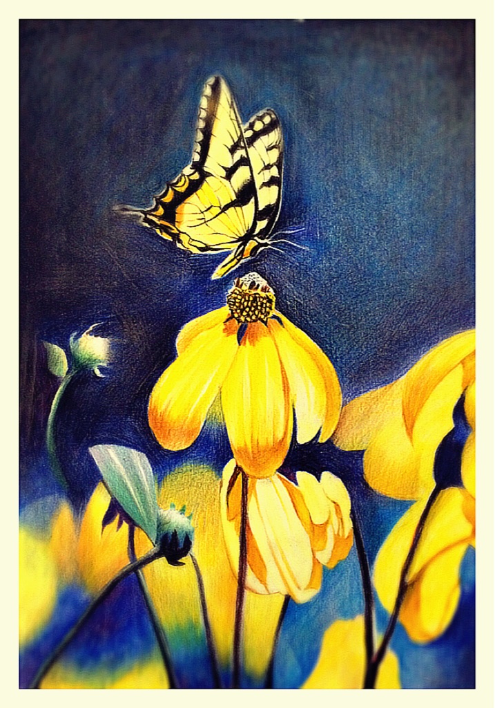 彩铅画蝴蝶与花