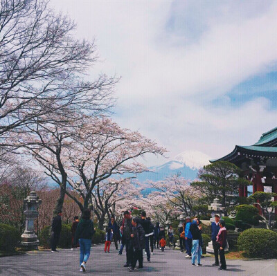 日本 富士山下 樱花 