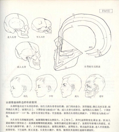 头骨