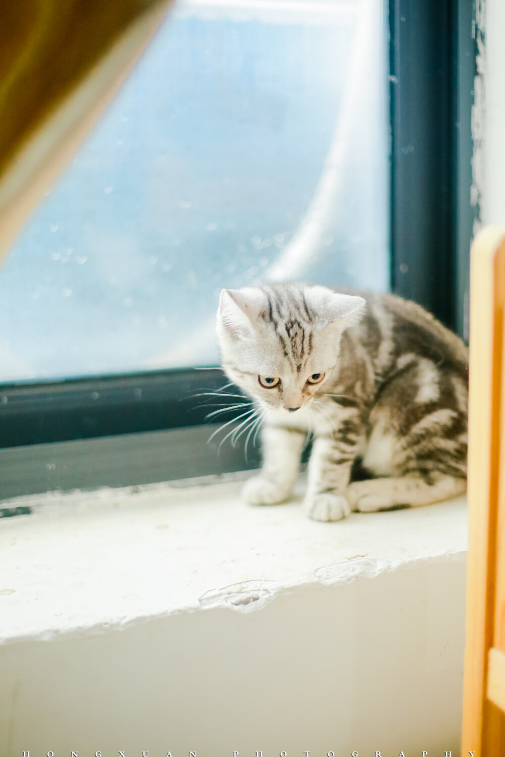 关于它
摄影：洪小漩
场地：樱桃麻麻的猫房小窝
拍多了人，觉得有些倦怠。变得不想说话，只想有一搭没一搭按下快门，一言不发。
阿科说可乖缺少社会性，很胆小，窝里横，出门怂。若男说，那送到樱桃麻麻的猫房去吧，让他和别的猫咪交朋友。
思量了再三，行吧，为娘狠狠心，把你送去军训一段时间，希望你痛改前非，在外交到好朋友。
樱桃麻麻的猫窝里有些小朋友在，大家都很乖，圆圆的眼珠子滴溜溜地转。有甚者绕着你的腿转了两圈往地上一躺，露出一个大肚皮，求宠爱。
心都化了，再扭头看看可乖，对新环境的不安，一个劲地闹别扭呐。