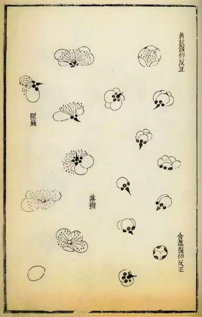 国画花手法