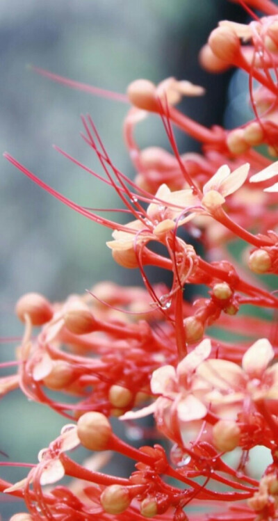 【彼岸花折纸】佛家语，荼蘼是花季最后盛开的花，开到荼蘼花事了，只剩下开在遗忘前生的彼岸的花。