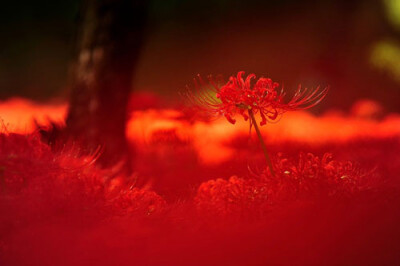 【彼岸花折纸】佛家语，荼蘼是花季最后盛开的花，开到荼蘼花事了，只剩下开在遗忘前生的彼岸的花。