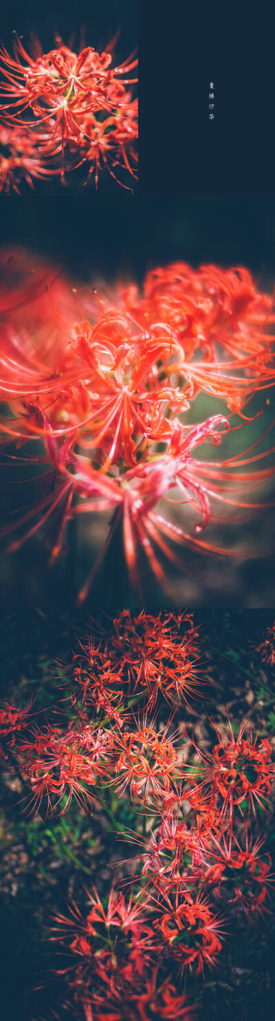 【彼岸花折纸】佛家语，荼蘼是花季最后盛开的花，开到荼蘼花事了，只剩下开在遗忘前生的彼岸的花。