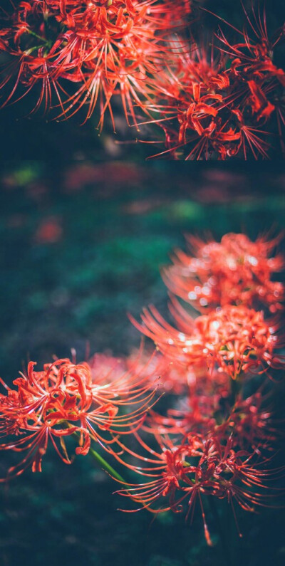 【彼岸花折纸】佛家语，荼蘼是花季最后盛开的花，开到荼蘼花事了，只剩下开在遗忘前生的彼岸的花。