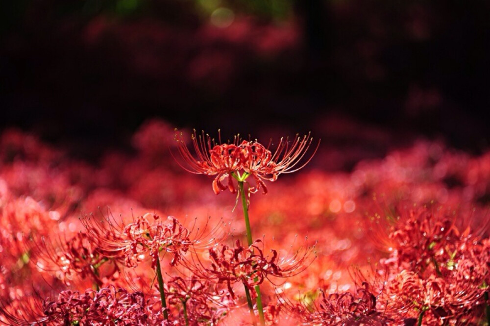 【彼岸花折纸】佛家语，荼蘼是花季最后盛开的花，开到荼蘼花事了，只剩下开在遗忘前生的彼岸的花。