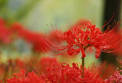 【彼岸花折纸】佛家语，荼蘼是花季最后盛开的花，开到荼蘼花事了，只剩下开在遗忘前生的彼岸的花。