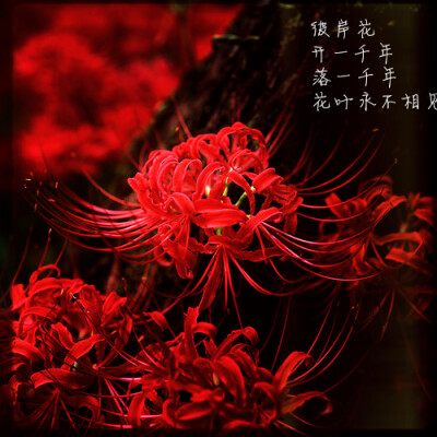 【彼岸花折纸】佛家语，荼蘼是花季最后盛开的花，开到荼蘼花事了，只剩下开在遗忘前生的彼岸的花。