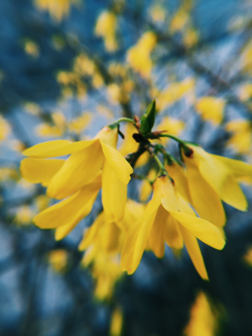 小黄花