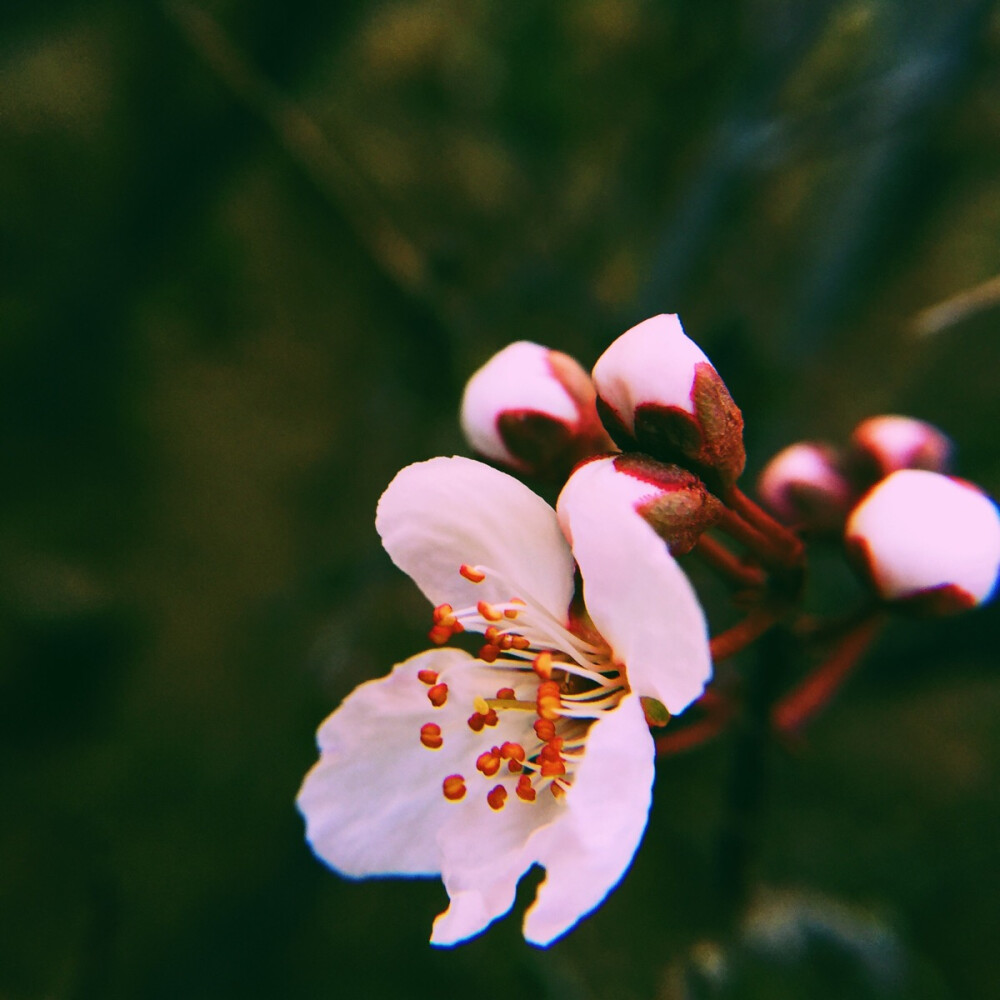 花儿的容颜