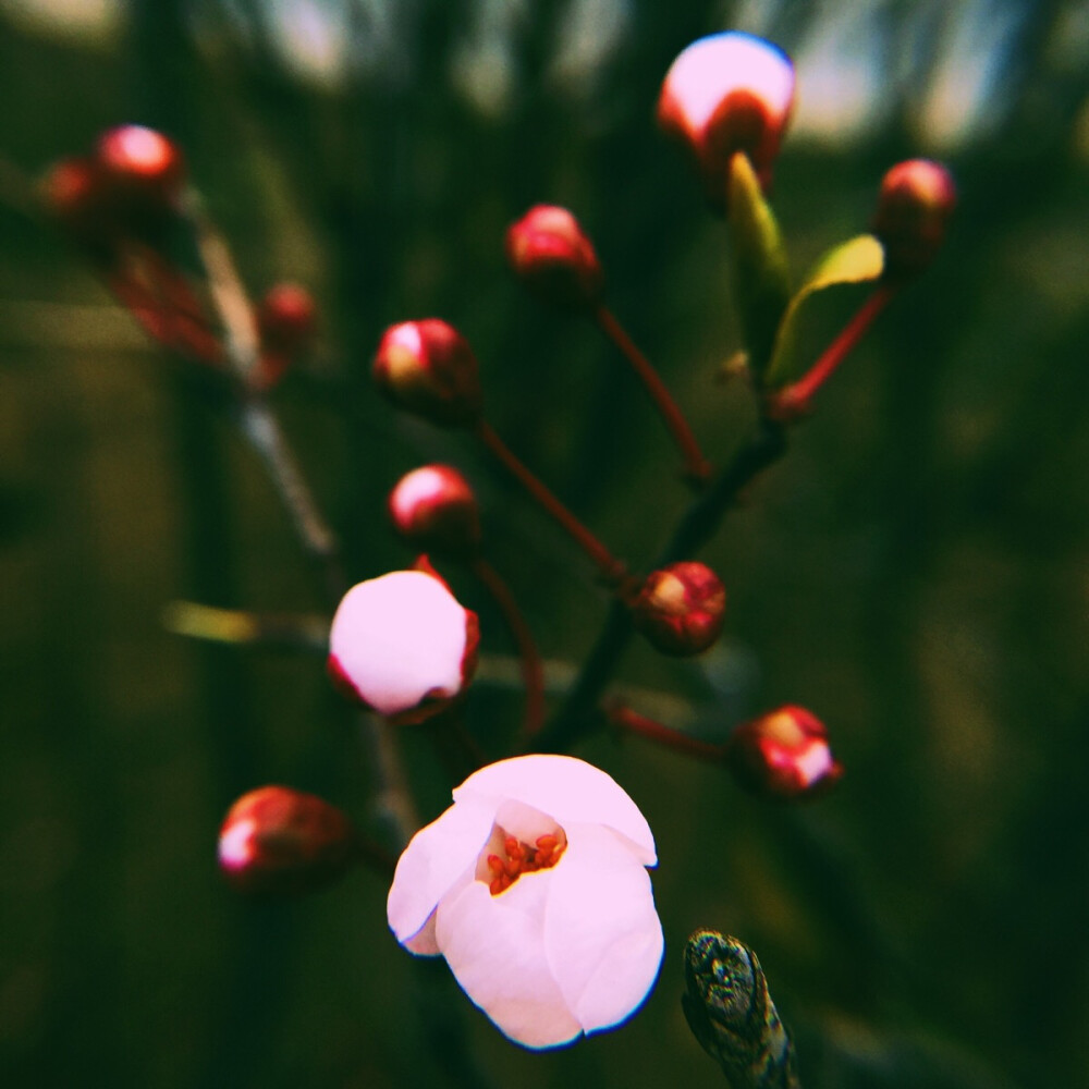 花儿的容颜