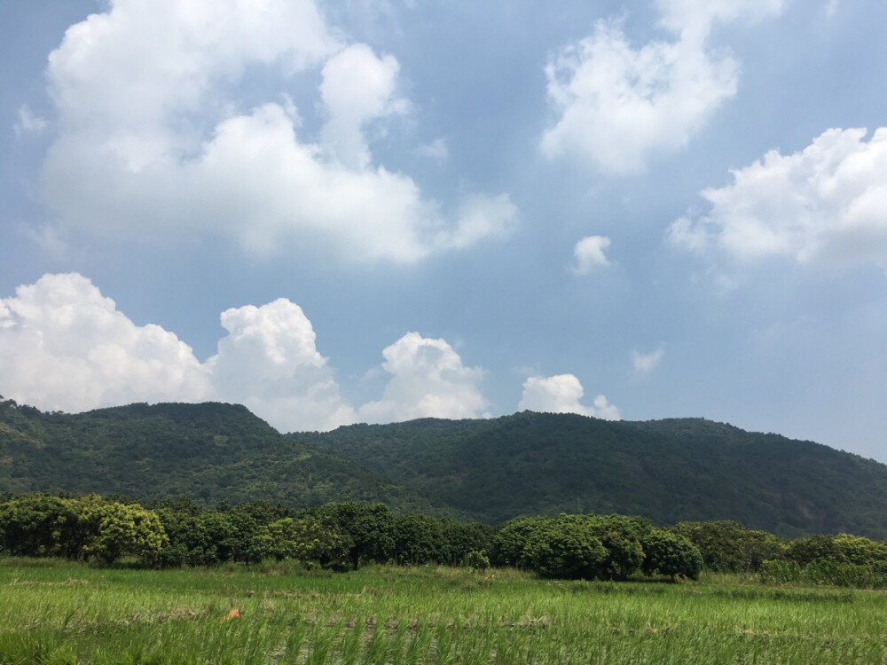 水稻田，山，天空