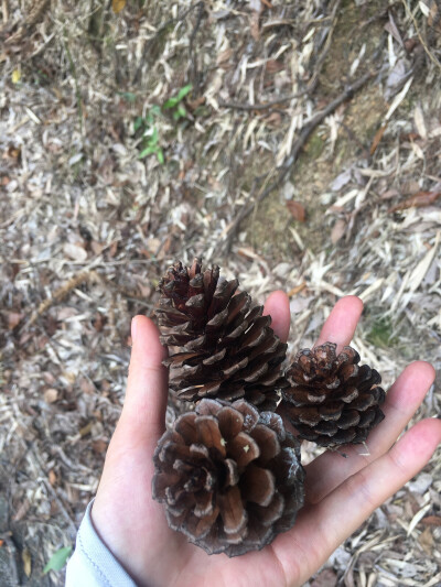 路上捡到的松果