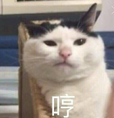 猫咪表情包