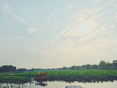 接天莲叶无穷碧