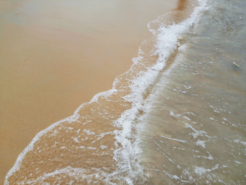 阳光 沙滩 海浪 仙人掌