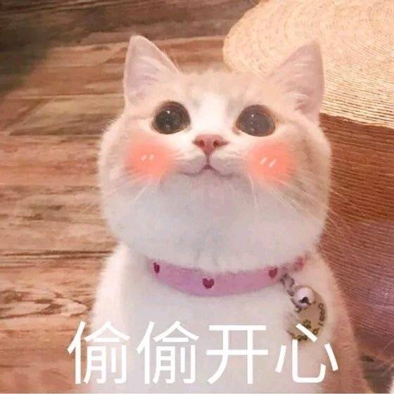 萌猫表情包Bobi