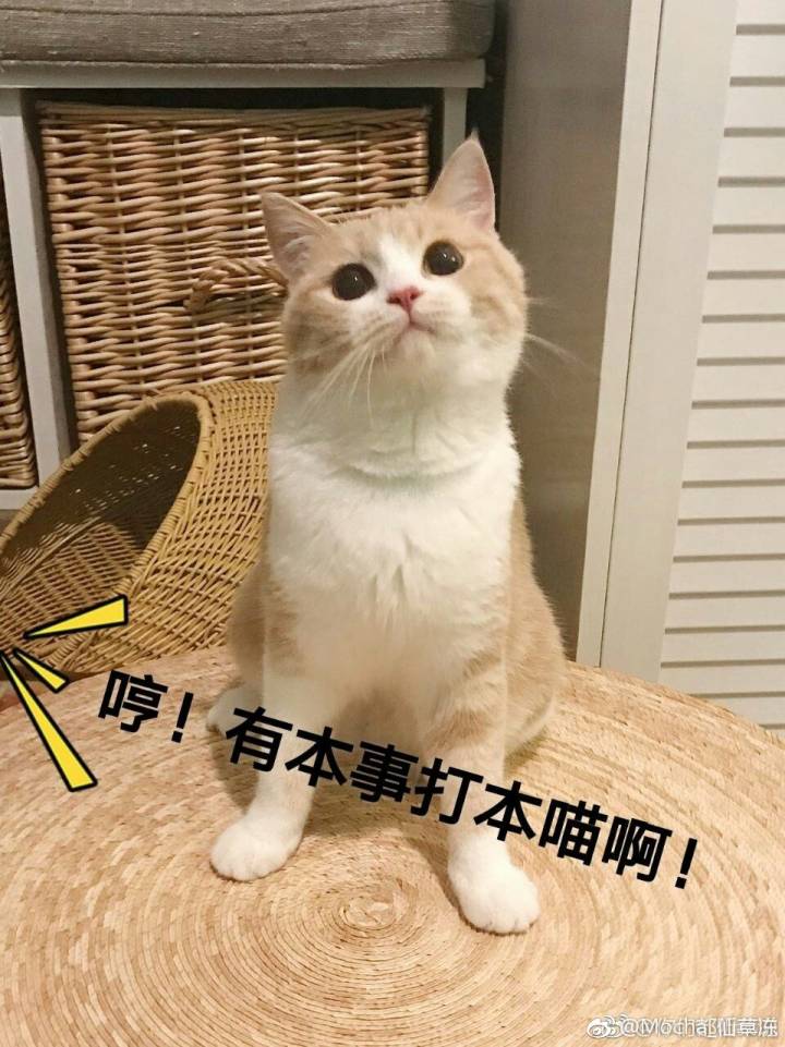 萌猫表情包