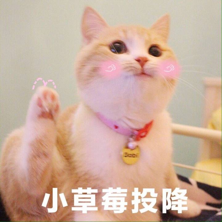 萌猫表情包