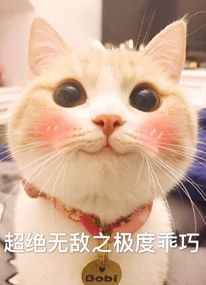 萌猫表情包