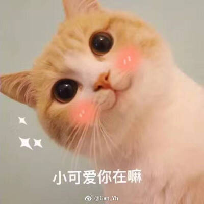 萌猫表情包