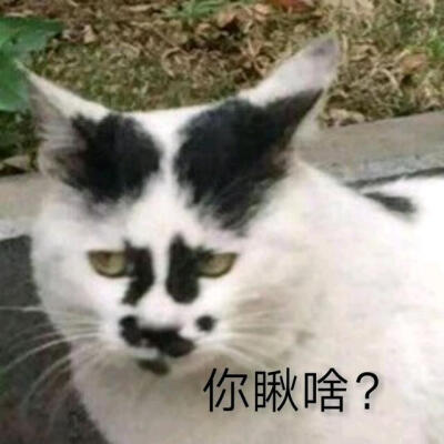 萌猫表情包