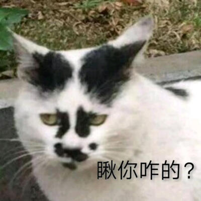 萌猫表情包